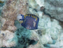 81 Spotted Boxfish Male  IMG 2071.JPG